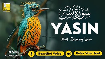 Peaceful Surah Yasin for Deep Sleep, Inner Peace & Calm ✦ Soothing Quran Reading سورة يس