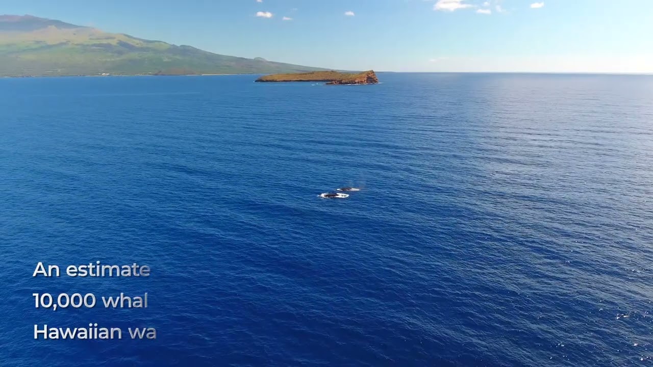 Humpback Whale Migration | Why Thousands Travel 3,500 Miles to Maui