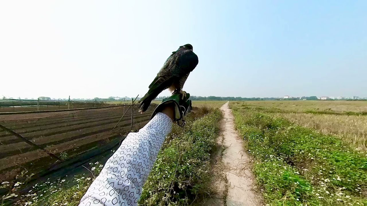 Black Shaheen săn cò ruồi - youtube
