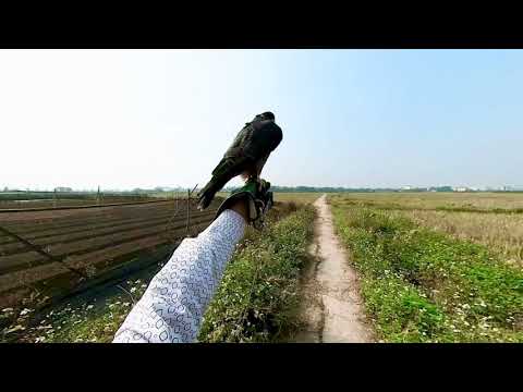 Video Black Shaheen săn cò ruồi - youtube