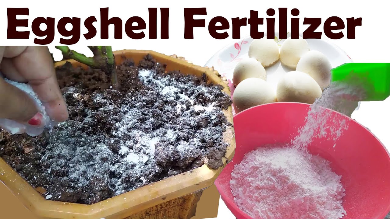 Eggshell fertilizer for any plants l Gardening Tips ll Kitchen waste ll