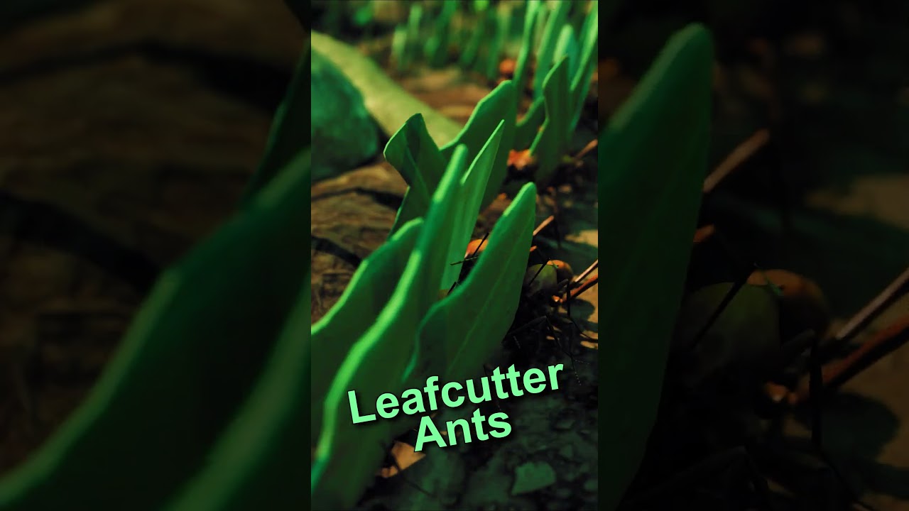 Leafcutter ants 