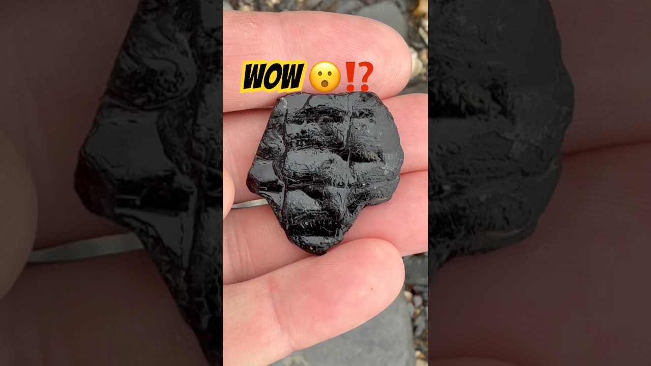 Spot The Fossil Surprise 👀🤔