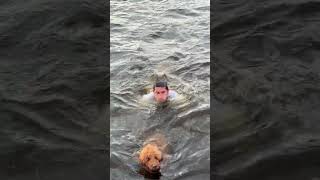 Man Jumps Into The Charles River To Save Dog Chasing Geese