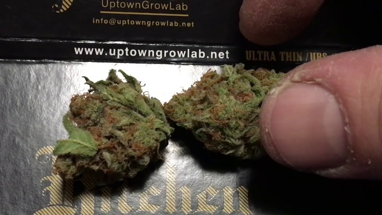 Jilly Bean Marijuana Strain Review