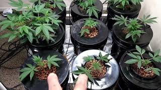 Candyland Season 1 Episode 1 Grow Week 6 of Flower