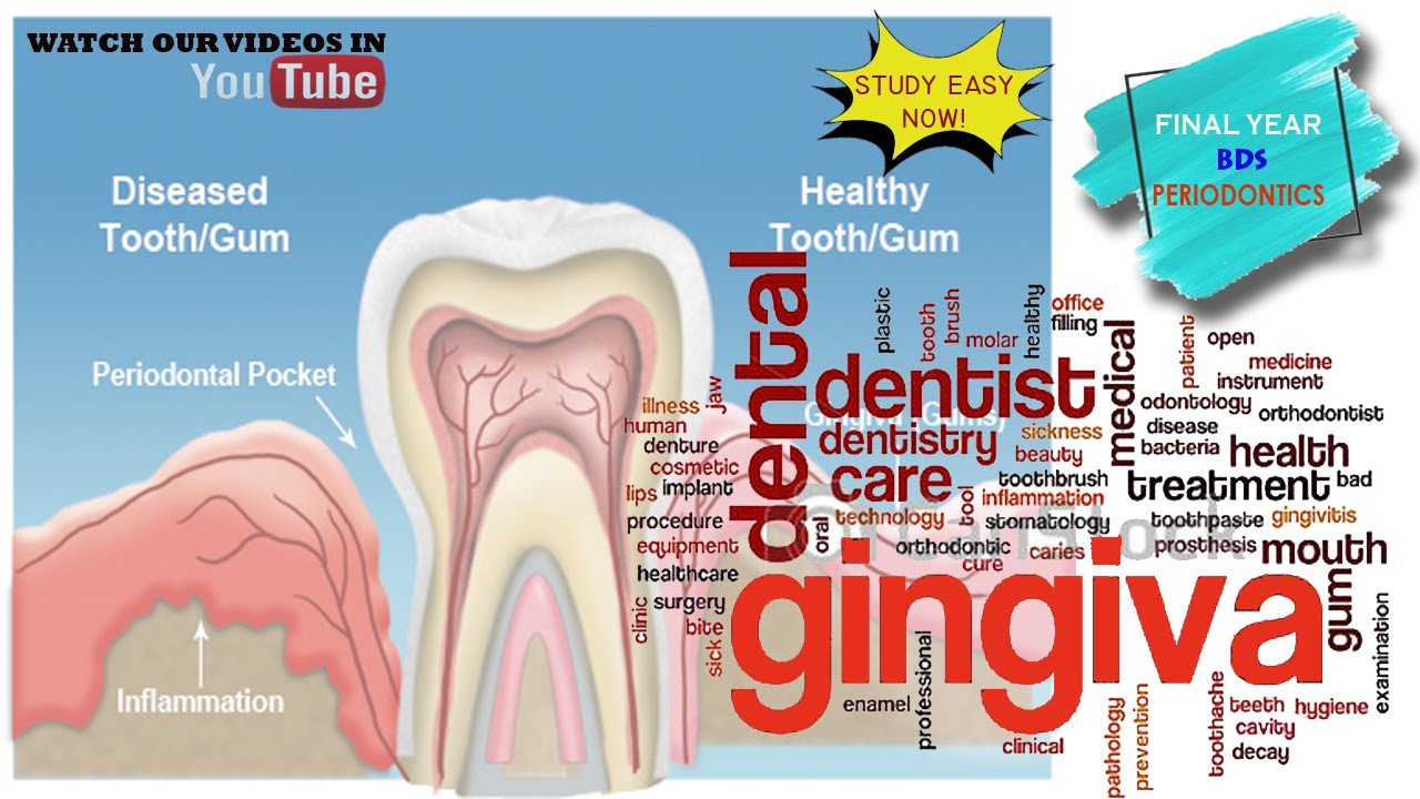 Gingiva/Macroscopic and Microscopic features /Periodontics /Final year
