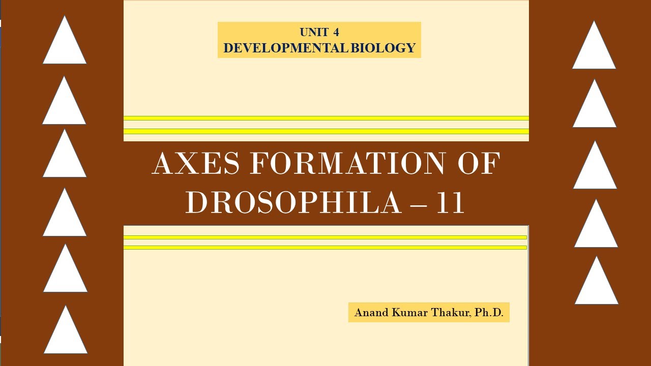 AXIS FORMATION OF DROSOPHILA - 11 - YouTube