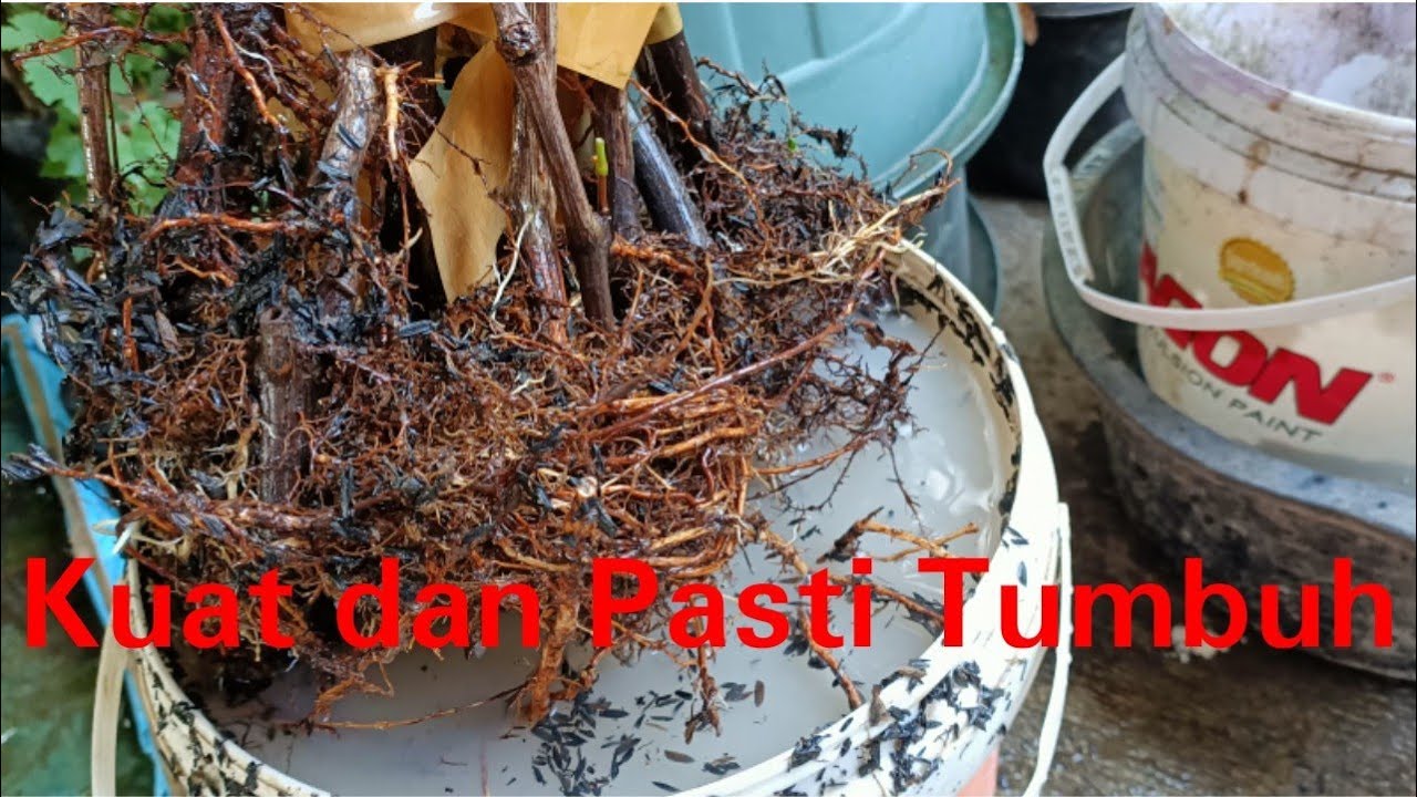 Mengirim Bibit Jarak Jauh