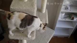俺 vs キャットタワー Build a Cattower