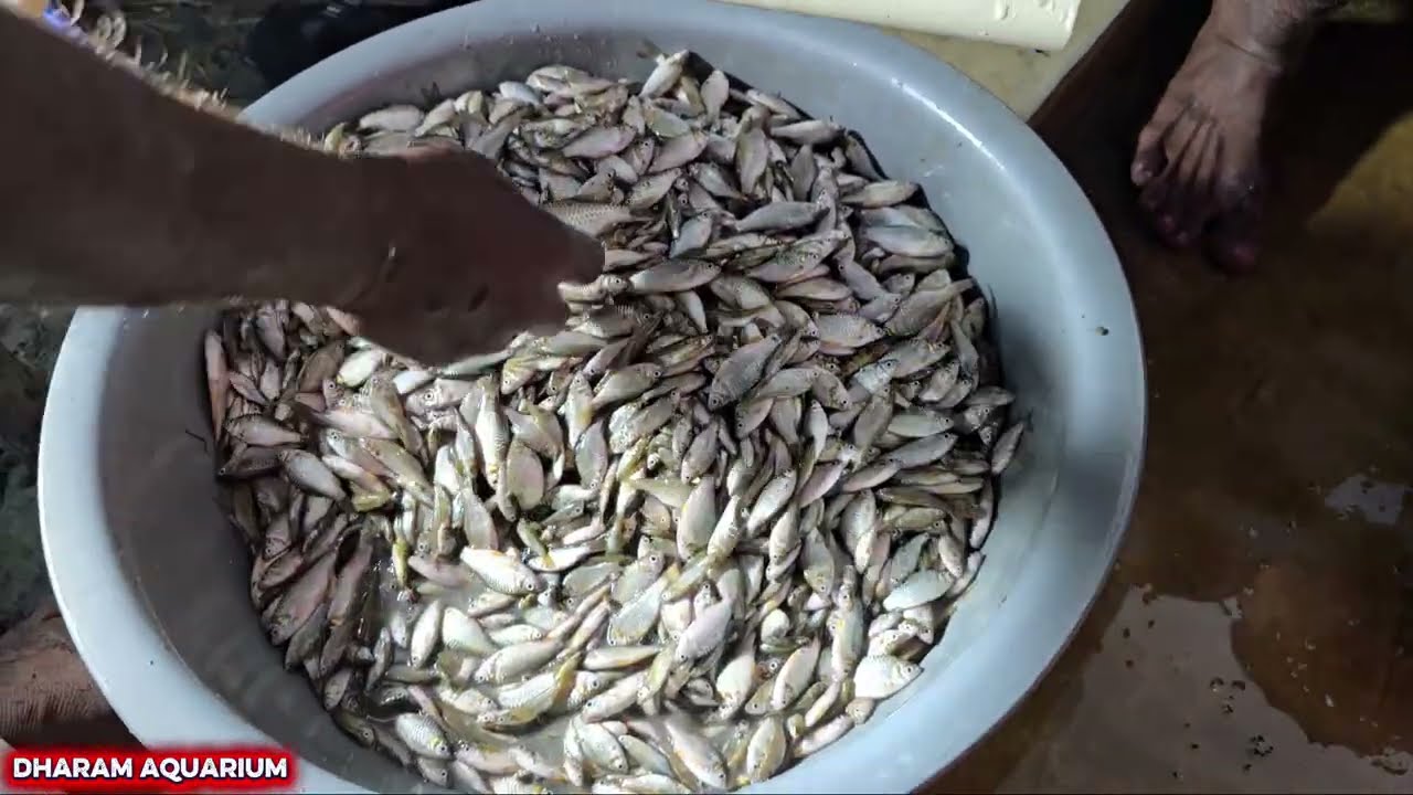 देशी मछली, fishing in muddy water 