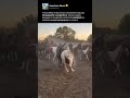 STALLION SOCIAL HIERARCHY