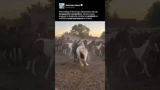 STALLION SOCIAL HIERARCHY