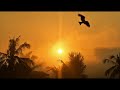 Relaxing Sunrise Video for a Peaceful Morning | Soft Music &amp; Nature Sounds @NaturalLife-88s 