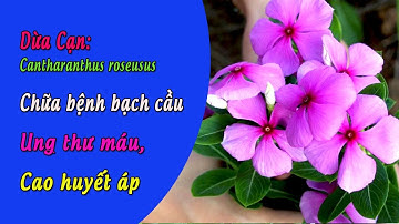 Cây dừa cạn điều trị ung thư, bệnh bạch cầu - Cantharanthus roseus  Thảo dược Thanh Tân