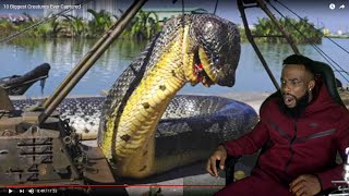 THIS IS REAL TOO! 10 Biggest Creatures Ever Captured!