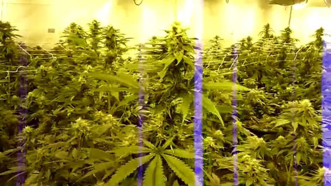 Multi strain pheno finder journal day 35