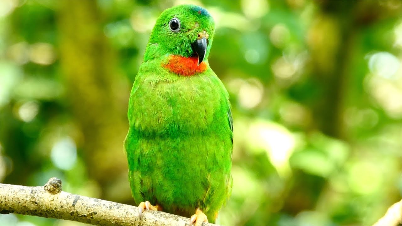 Blaukrönchen (Loriculus galgulus) Blue-crowned hanging parrot Zoo Schönbrunn Serindit Lumix dc-fz82