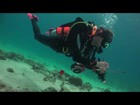Malayan Wreck, Tubbataha : l'épave sentinelle du tombant