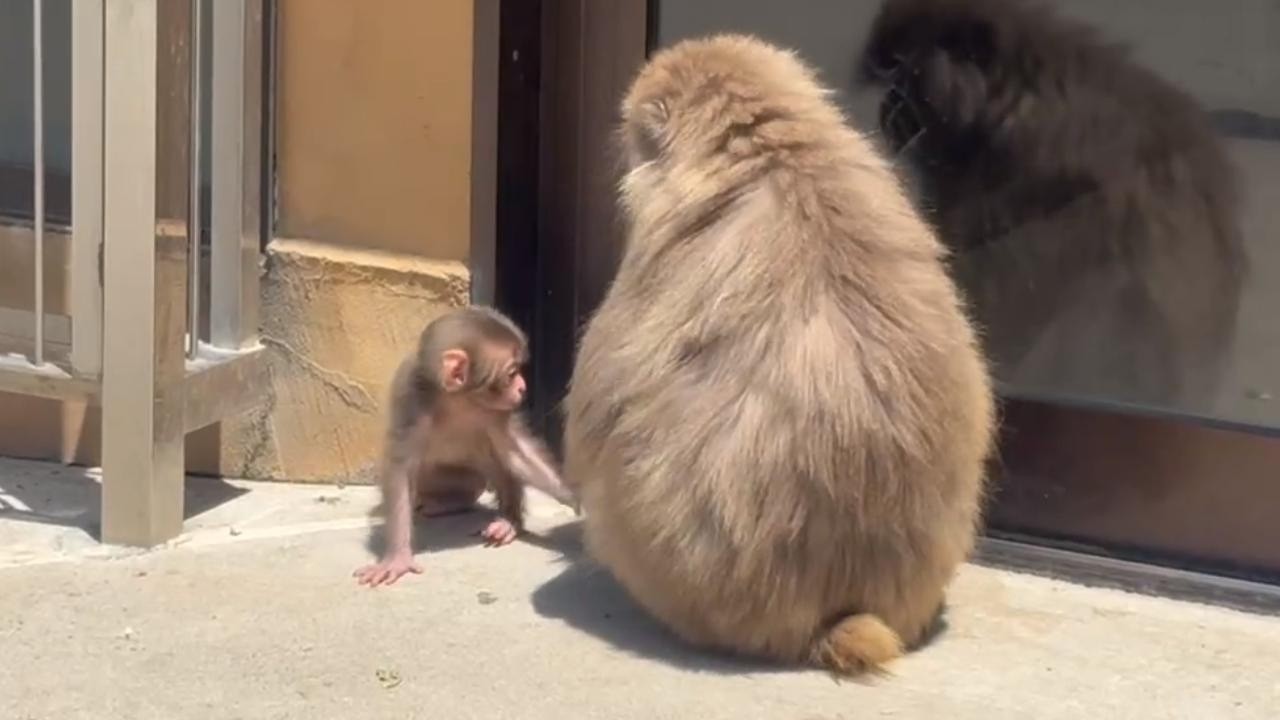 番外編 お部屋に入りたそうなお猿さん【番外編】【波勝崎モンキーベイ