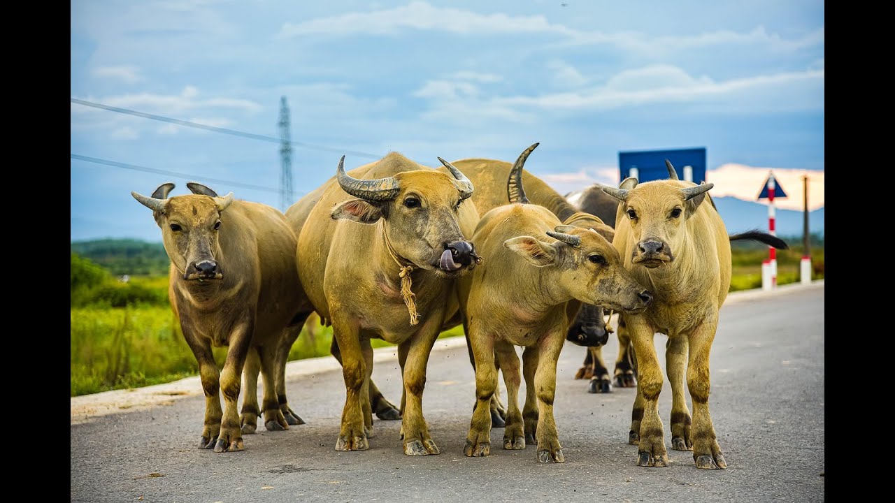 Incredible Scene: Water Buffalo Swim Across Wide River!