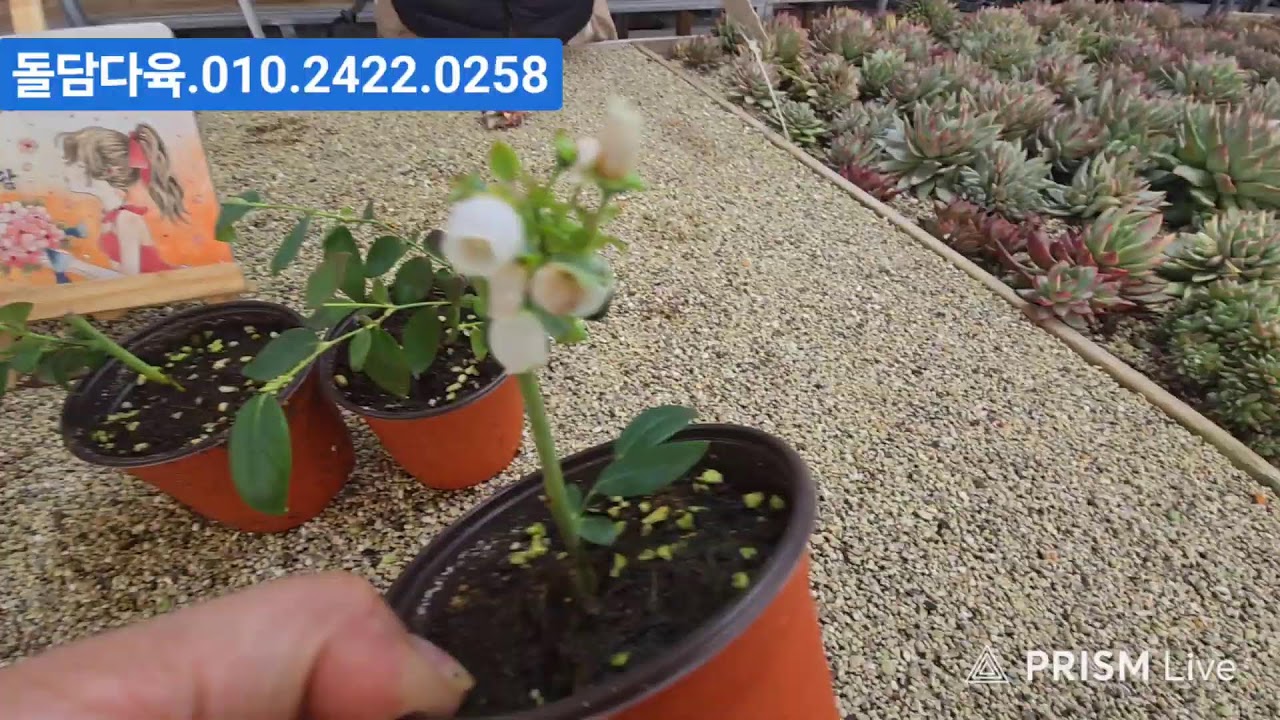 (1월16일대구돌담다육)1부