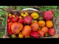 Томаты 2020 / лучшие сорта редких томатов / принимаю заказы