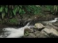 Stream Sounds for Sleep for Meditation in a Hidden Jungle – Sleep in Minutes – Release Stress