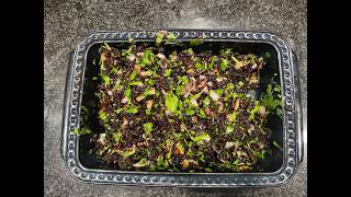 Black Rice with Fleur de Sel French Blend