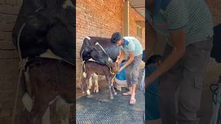 PLEASE SUBSCRIBE ME🔥✅#cow #farming #trending #baffalo #dairyfarm #shortvideo #youtubevideo