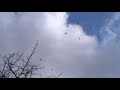 николаевские голуби 09.03.2021