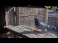 Хитрость - Как заходят голуби в Закрытой Голубятни