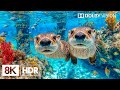 Peaceful Underwater Creatures in 8K HDR | Dolby Vision™