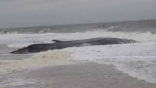 Beached Whale Indian River Inlet