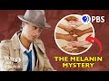 Understanding Skin Pigmentation and Genetics