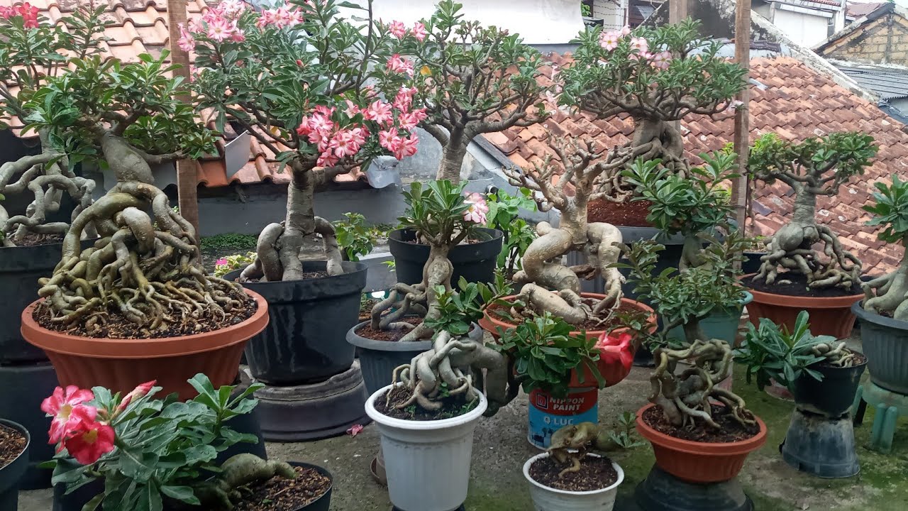 koleksi bonsai adenium kang acuy