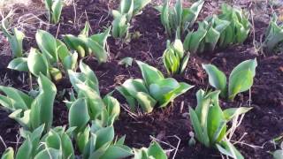 видео Чем удобрять тюльпаны весной