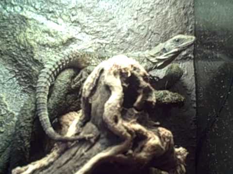 Club tail iguana care video - YouTube