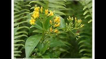 10 loại cây cực độc ở Việt Nam có thể giết người trong nháy mắt