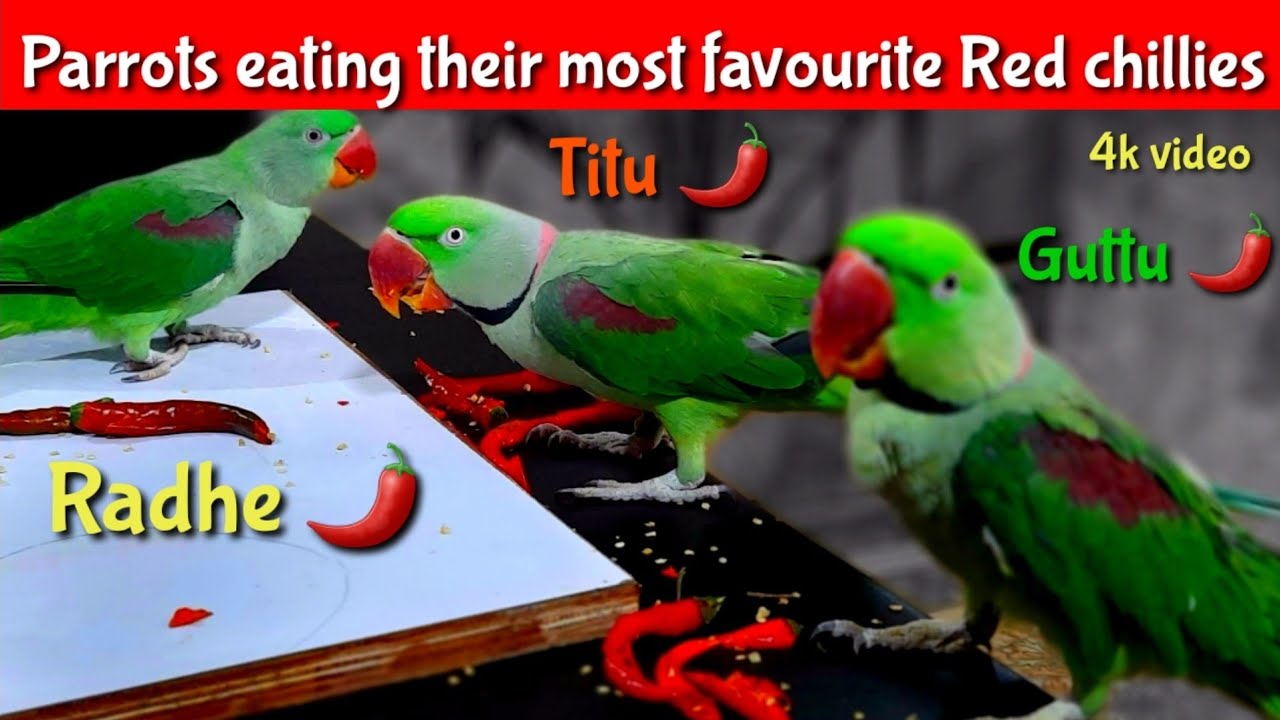 Talking parrots eating their most favourite Red chillies YouTube