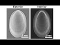 Marine shells may help develop responsive, transparent displays