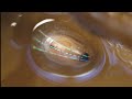Marine shells may help develop responsive, transparent displays
