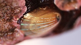 Marine shells may help develop responsive transparent displays