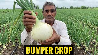 organic Onion farming at Mahuva Bhavnagar Gujarat screenshot 1