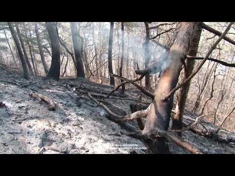 სოფელ შუა კრიხის მიმდებარედ ტყის ხანძარი ლოკალიზებულია