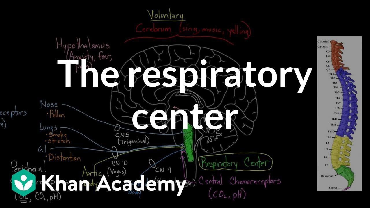 The Respiratory Center -