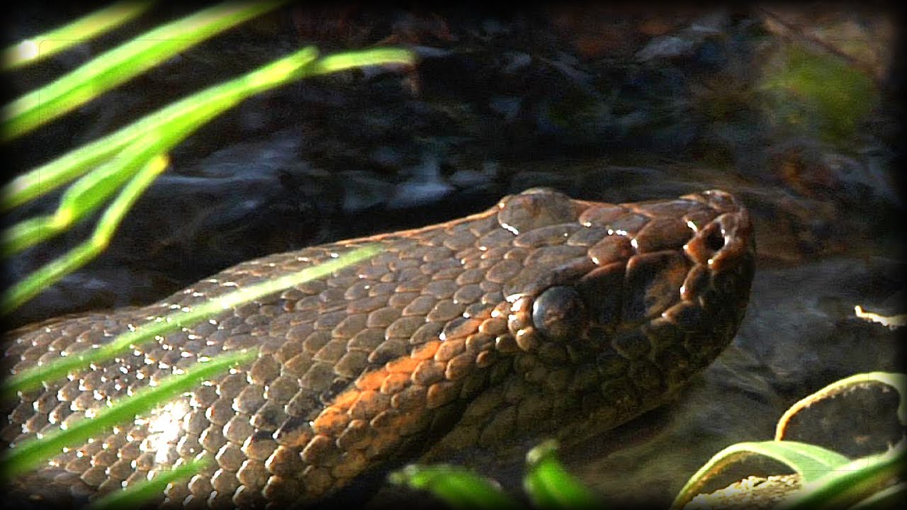 wwe championship Anacondas 01 Narration