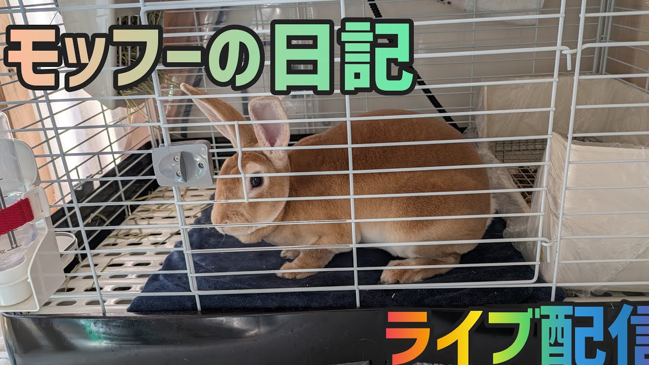 モッフーの日記 がライブ配信中！