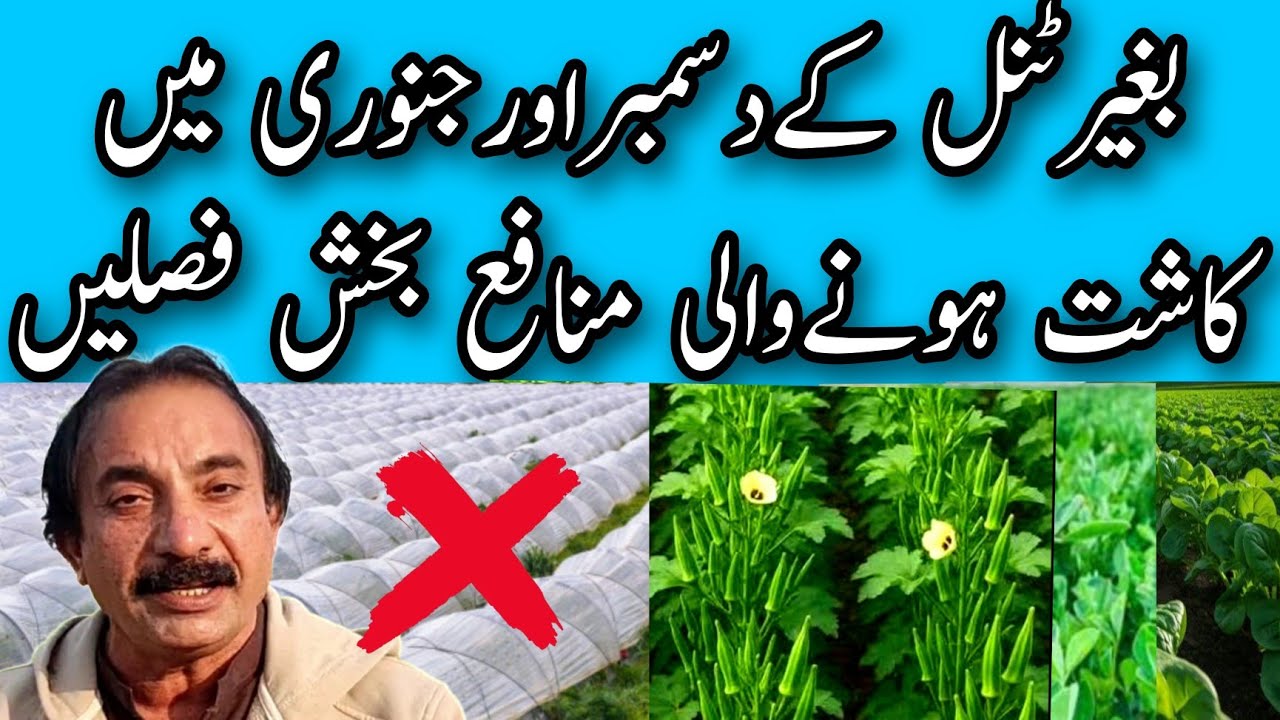 دسمبر اور جنوری میں کاشت ایسی فصلیں جن پر ٹنل شاپر نہیں لگانا پڑے گا|خرچہ کم منافع زیادہ