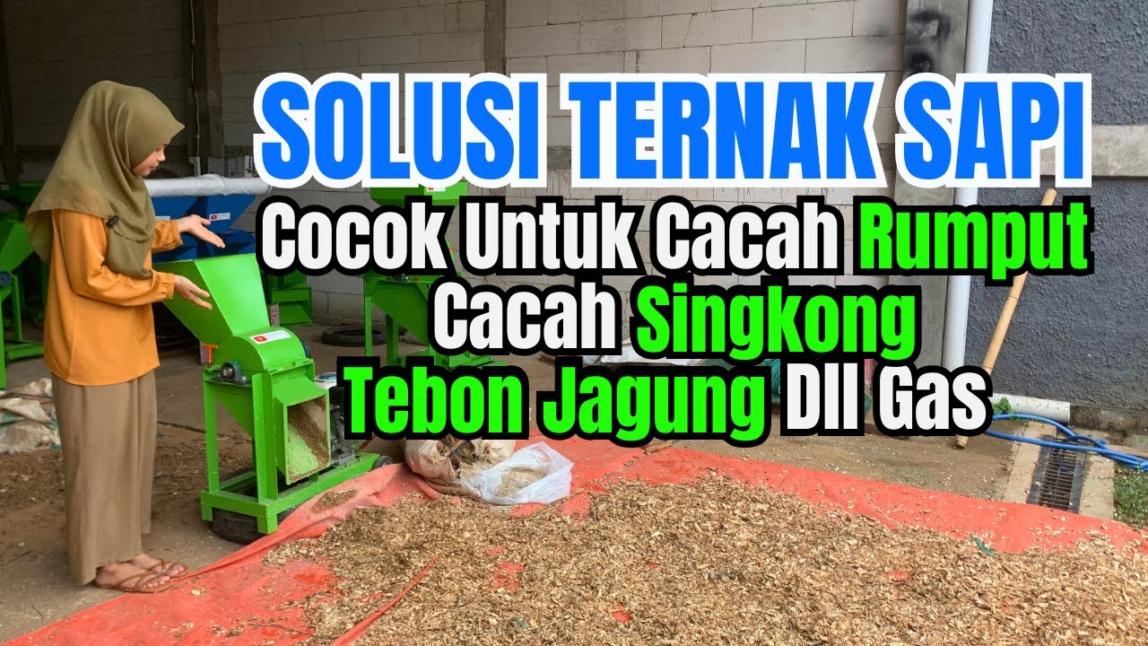 Punya Ternak Sapi ? Mesin Coper BT3000 Paling Cocok Untuk Mengolah Pakanya 